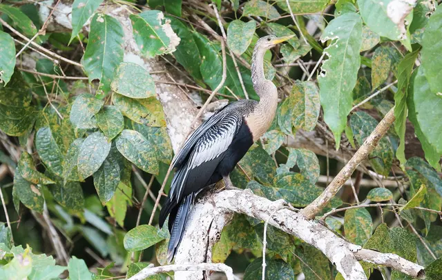 Vista de Nacional, Costa Rica